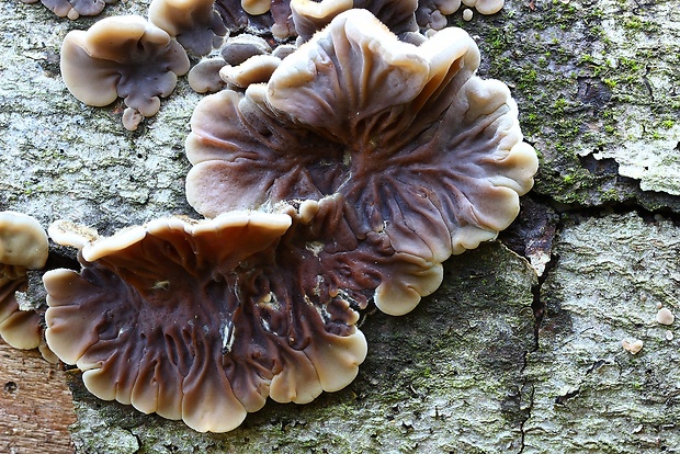 uchovka pásikavá Auricularia mesenterica (Dicks.) Pers.