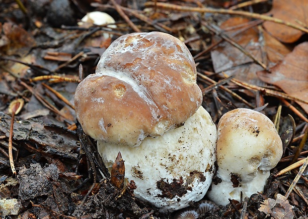 hríb smrekový Boletus edulis Bull.