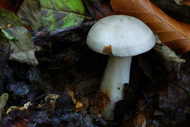 strmuľka inovaťová Clitocybe nebularis (Batsch) P. Kumm.