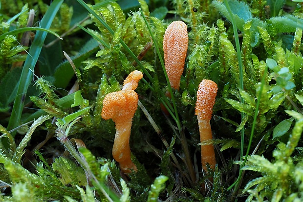 žezlovka hmyzová Cordyceps militaris (Fr.) Link