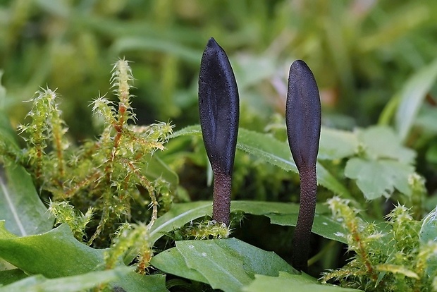 jazýček Geoglossum sp.