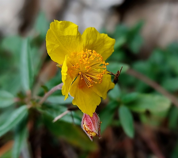 devätorník peniažtekový Helianthemum nummularium (L.) Mill.