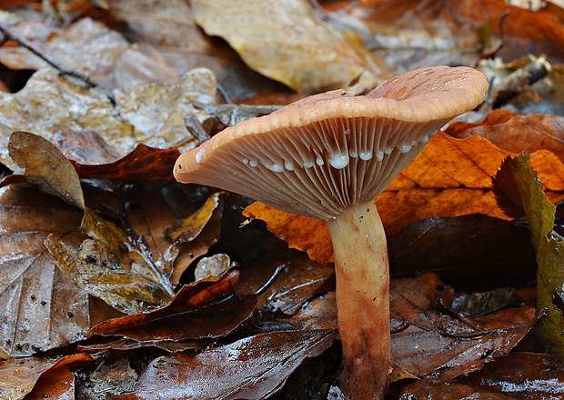 rýdzik sladkastý Lactarius subdulcis (Pers.) Gray