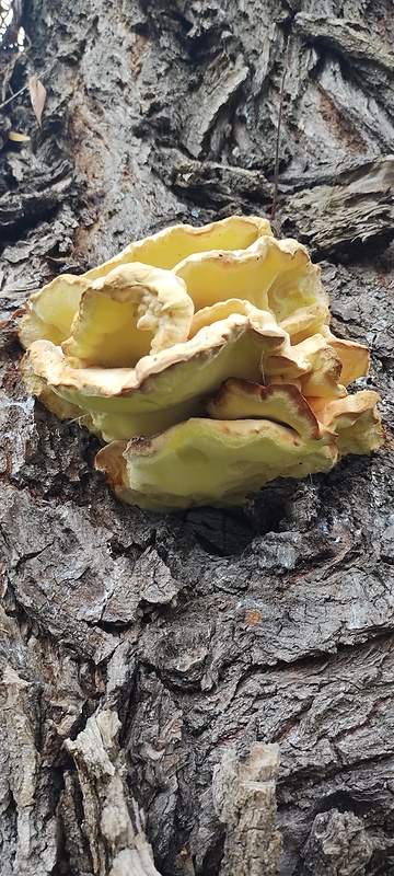 sírovec obyčajný Laetiporus sulphureus (Bull.) Murrill