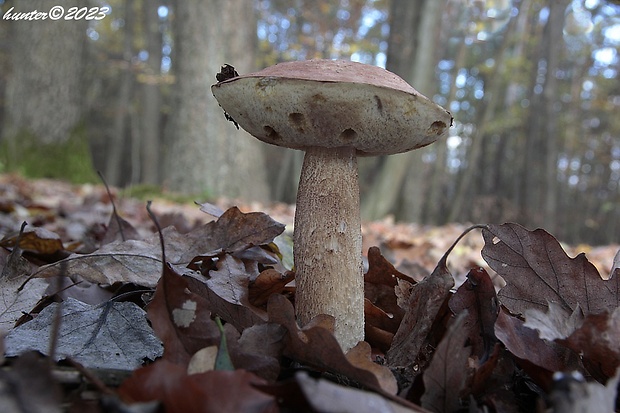 kozák dubový Leccinum aurantiacum (Bull.) Gray