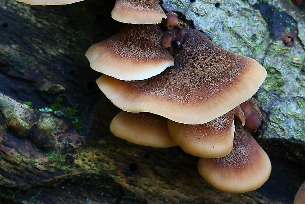 húževnatček medvedí Lentinellus ursinus (Fr.) Kühner