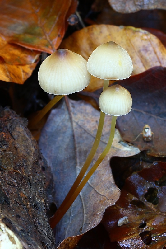 prilbička šafranová Mycena crocata (Schrad.) P. Kumm.