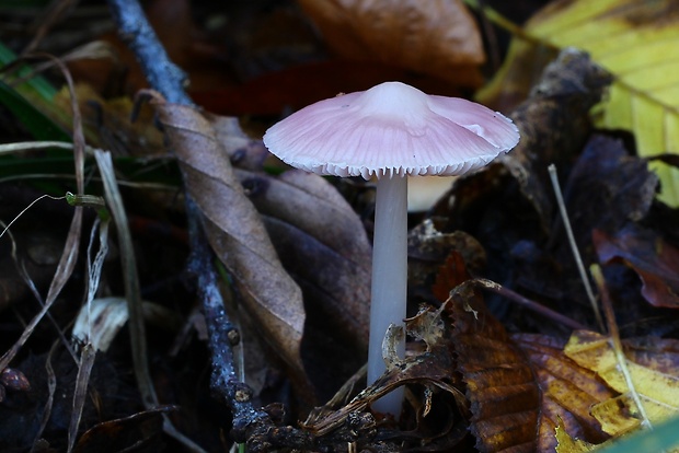 prilbička ružovkastá Mycena rosea Gramberg