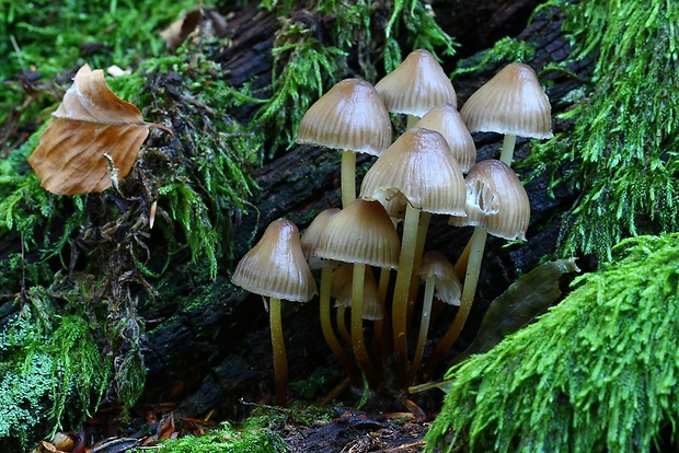 prilbička hnedosivá Mycena tintinnabulum (Paulet) Quél.