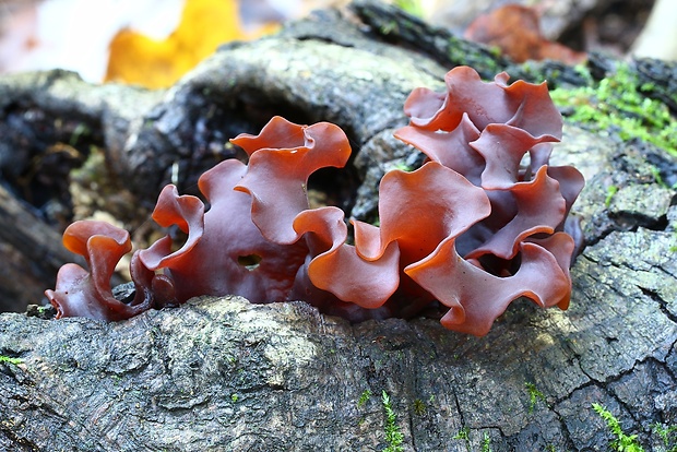 rôsolovka Phaeotremella frondosa (Fr.) Spirin & V. Malysheva