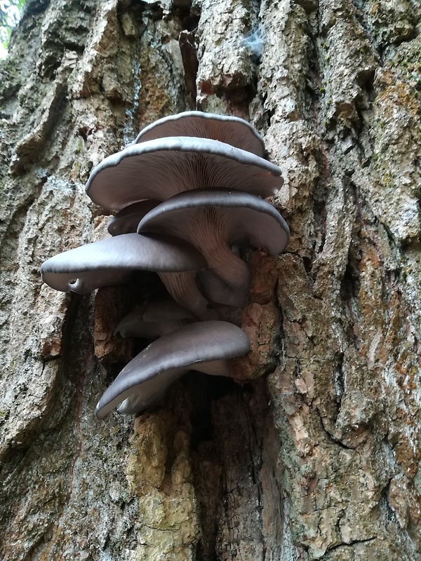 hliva ustricovitá Pleurotus ostreatus (Jacq.) P. Kumm.