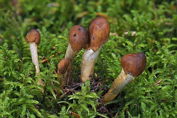 žezlovka hlavičkatá Tolypocladium cf. capitatum (Holmsk.) Quandt, Kepler & Spatafora