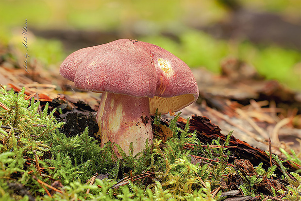 čírovec červenožltý Tricholomopsis rutilans (Schaeff.) Singer