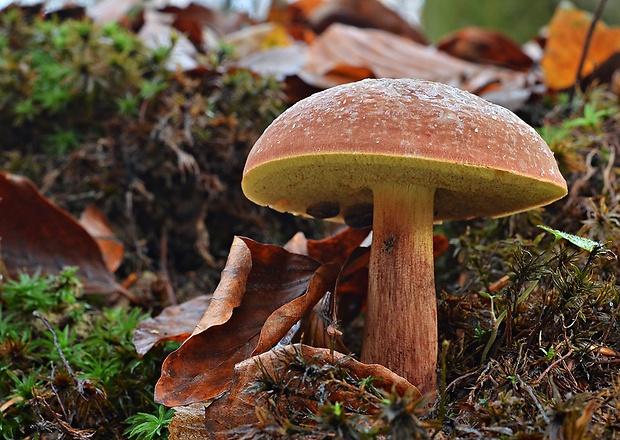 suchohríbnik zamatový Xerocomellus pruinatus (Fr. & Hök) Šutara