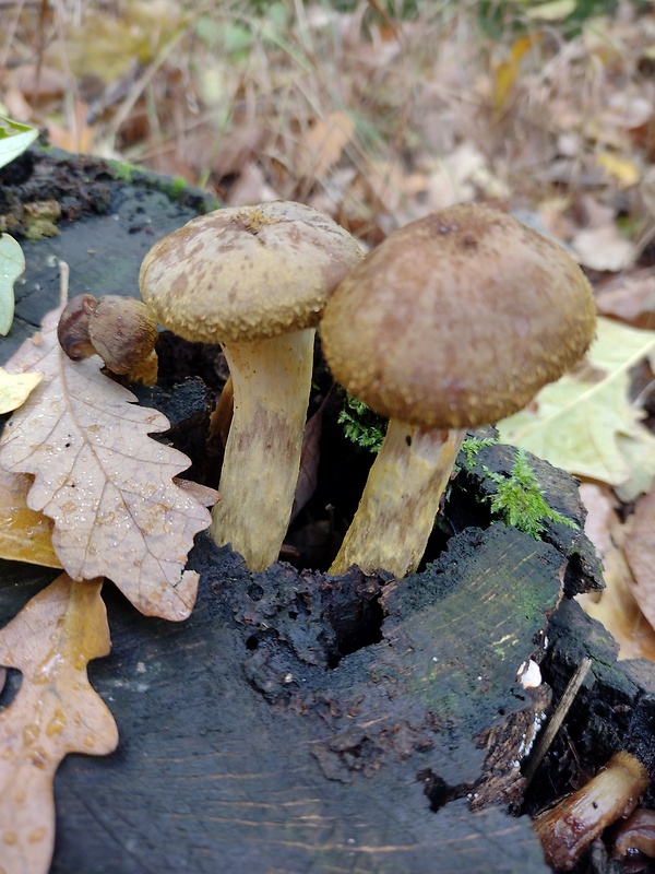 podpňovka obyčajná Armillaria mellea (Vahl) P. Kumm.