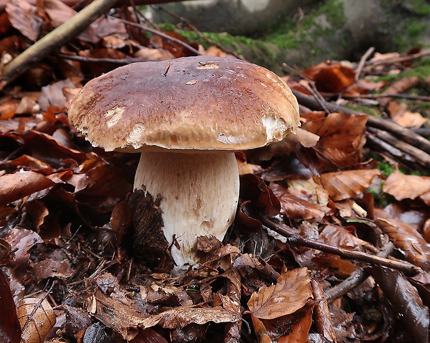 hríb smrekový Boletus edulis Bull.