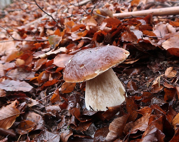 hríb smrekový Boletus edulis Bull.