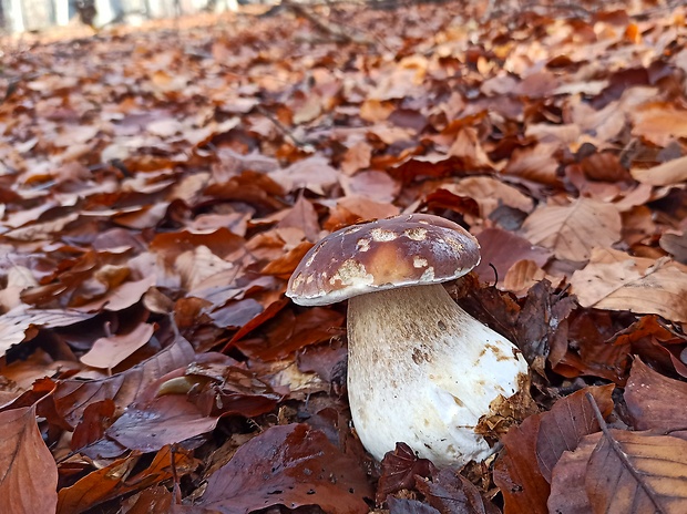 hríb smrekový Boletus edulis Bull.