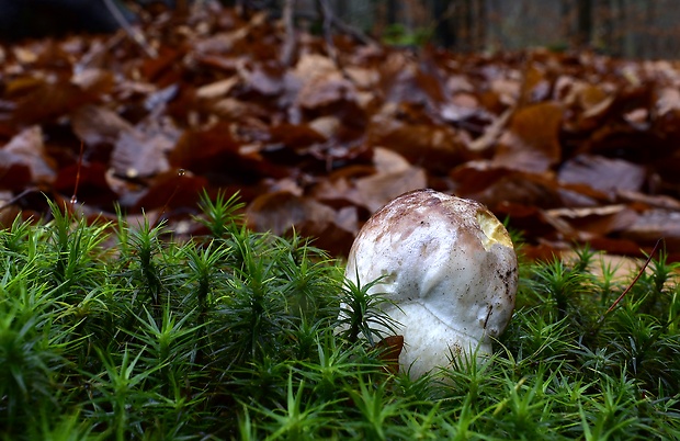 hríb sosnový Boletus pinophilus Pil. et Dermek in Pil.