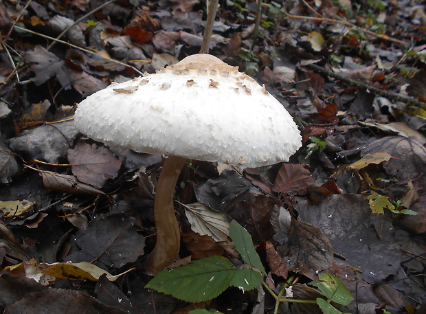 bedľa červenejúca Chlorophyllum rachodes (Vittad.) Vellinga