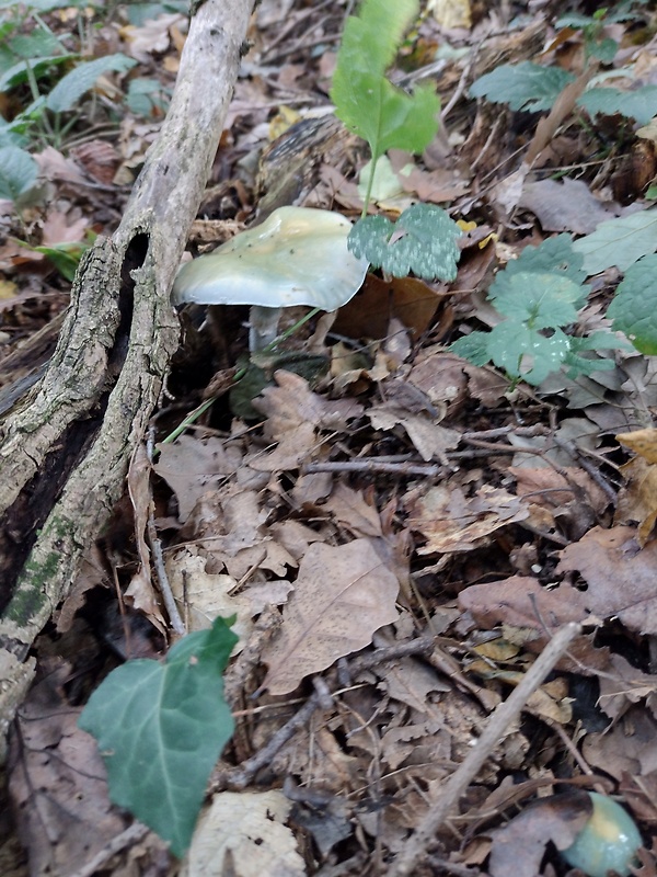 strmuľka anízová Clitocybe odora (Bull.) P. Kumm.