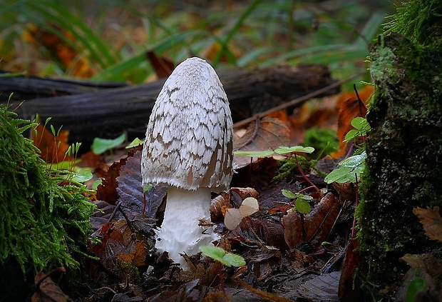 hnojník strakatý Coprinopsis picacea (Bull.) Redhead, Vilgalys & Moncalvo