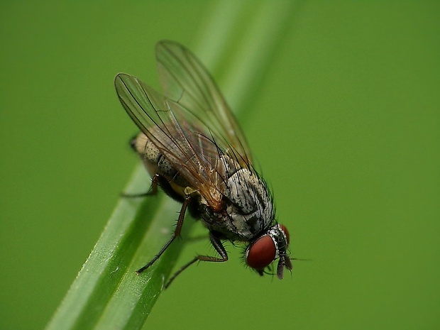 kvetárka Emmesomyia grisea  (Robineau-Desvoidy, 1830)