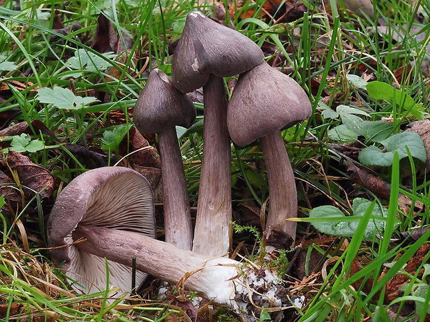 hodvábnica porfýrová Entoloma porphyrophaeum (Fr.) P. Karst.