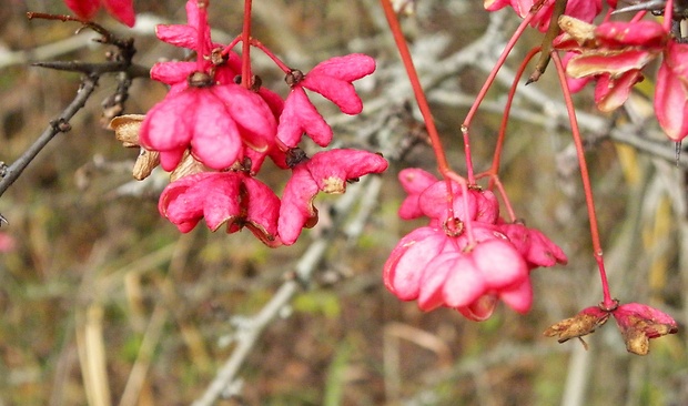 bršlen európsky Euonymus europaeus L.