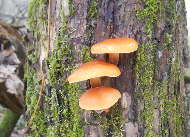 plamienka Flammulina sp.