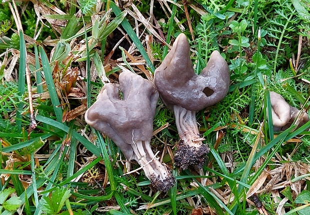 chriapač jamkatý Helvella lacunosa Afzel.