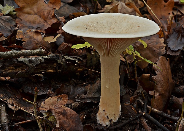 strmuľka veľká Infundibulicybe geotropa (Bull.) Harmaja