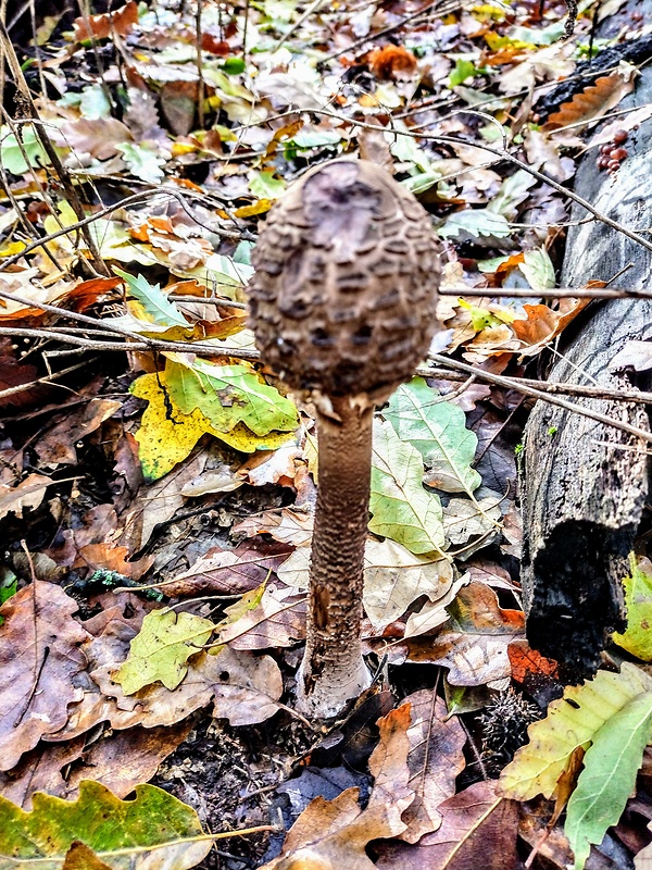 bedľa vysoká čiernohnedá Macrolepiota fuliginosa (Barla) Bon