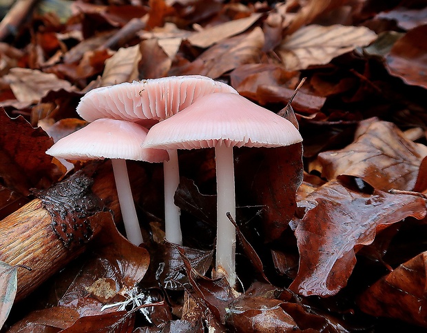 prilbička ružovkastá Mycena rosea Gramberg