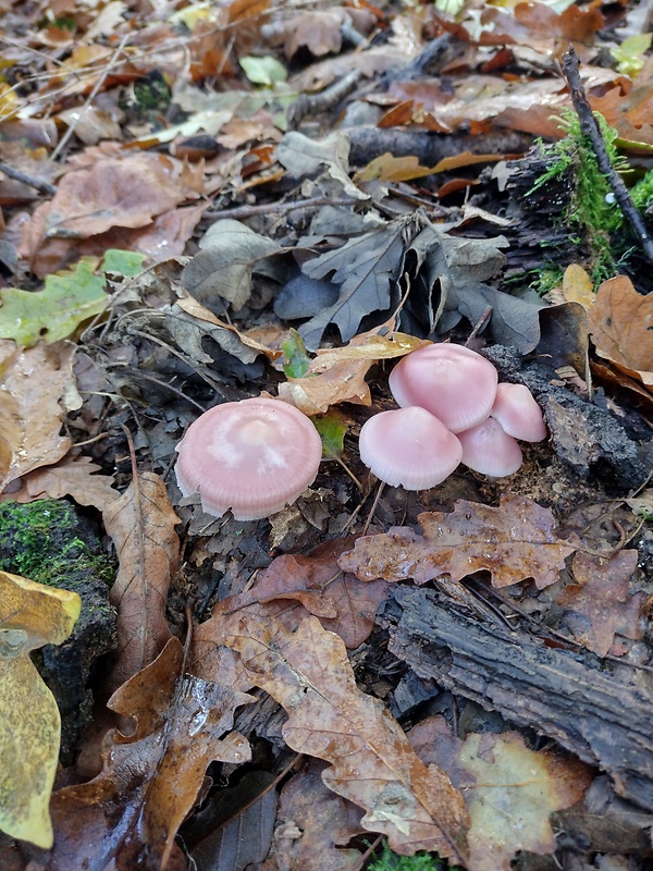 prilbička ružovkastá Mycena rosea Gramberg