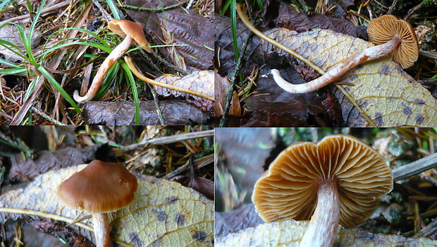 koreňovica škoricovohnedá Phaeocollybia christinae (Fr.) R. Heim