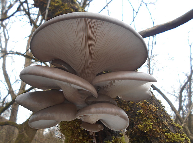 hliva ustricovitá Pleurotus ostreatus (Jacq.) P. Kumm.