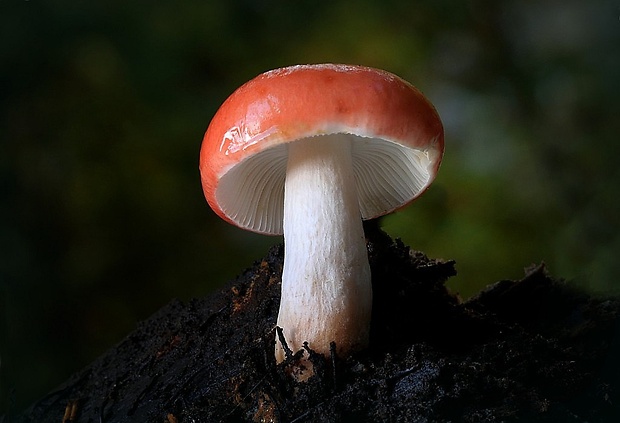 plávka Russula sp.