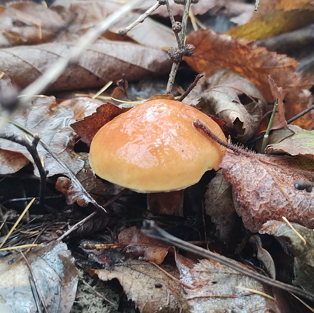 masliak Suillus sp.