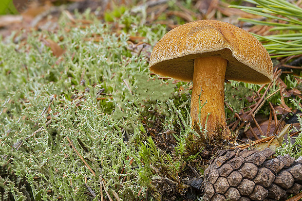 masliak strakatý Suillus variegatus (Sw.) Kuntze