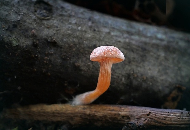 smeťovka zimná Tubaria furfuracea (Pers.) Gillet