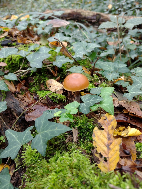 smeťovka zimná Tubaria furfuracea (Pers.) Gillet