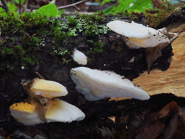 tvarohovec Tyromyces sp.