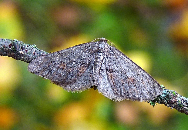 piadivka čerešňová Agriopis bajaria