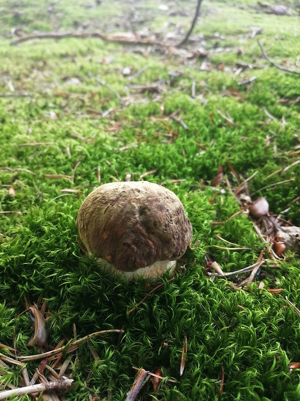 hríb sosnový Boletus pinophilus Pil. et Dermek in Pil.