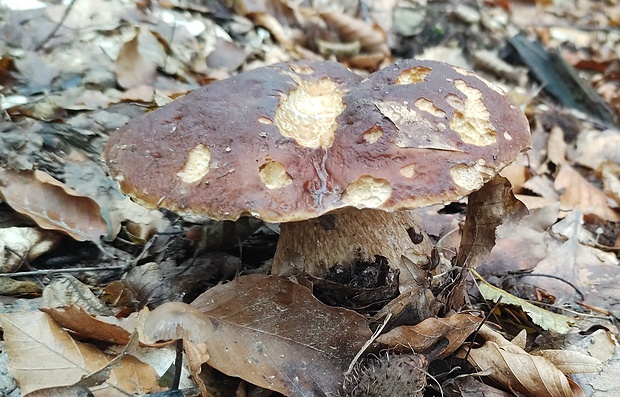 hríb Boletus sp.