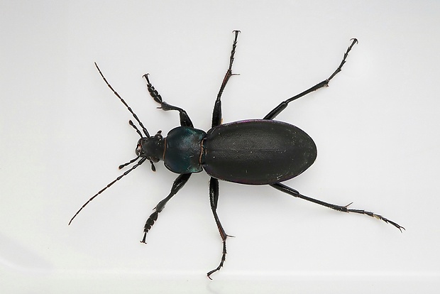 bystruška fialová Carabus violaceus