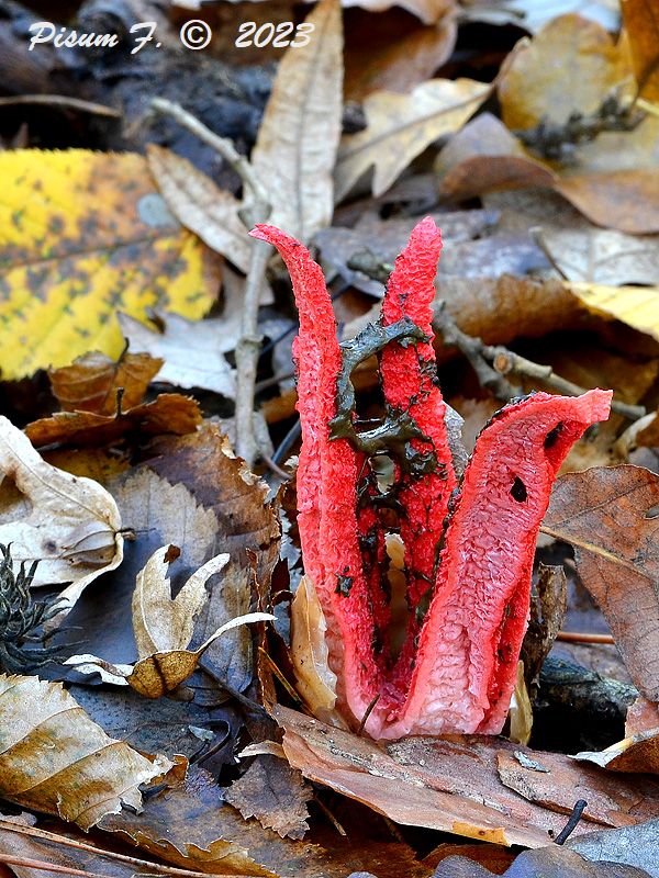 mrežovka kvetovitá Clathrus archeri (Berk.) Dring