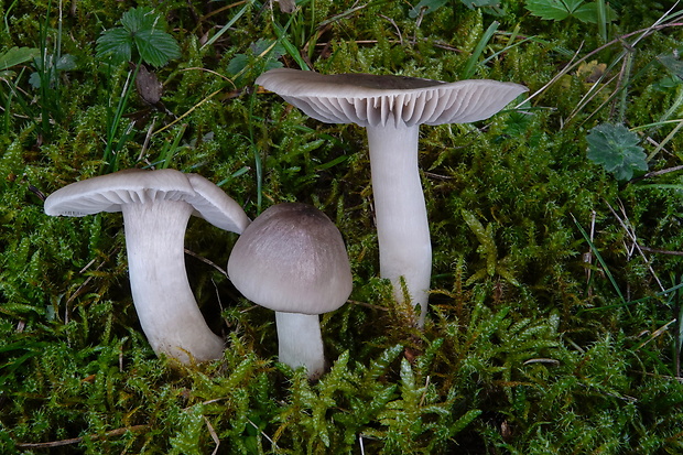 lúčnica výstredná Cuphophyllus fornicatus (Fr.) Lodge, Padamsee & Vizzini