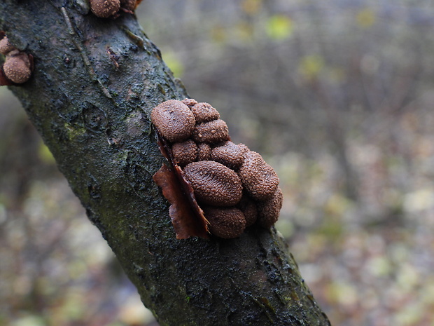 dutinovka otrubnatá Encoelia furfuracea (Roth) P. Karst.